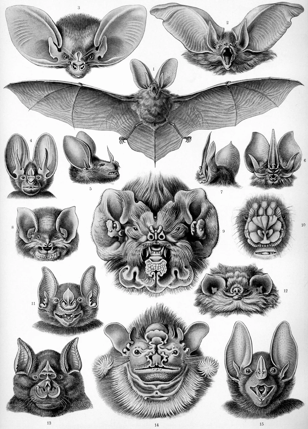Lattice-winged Bat