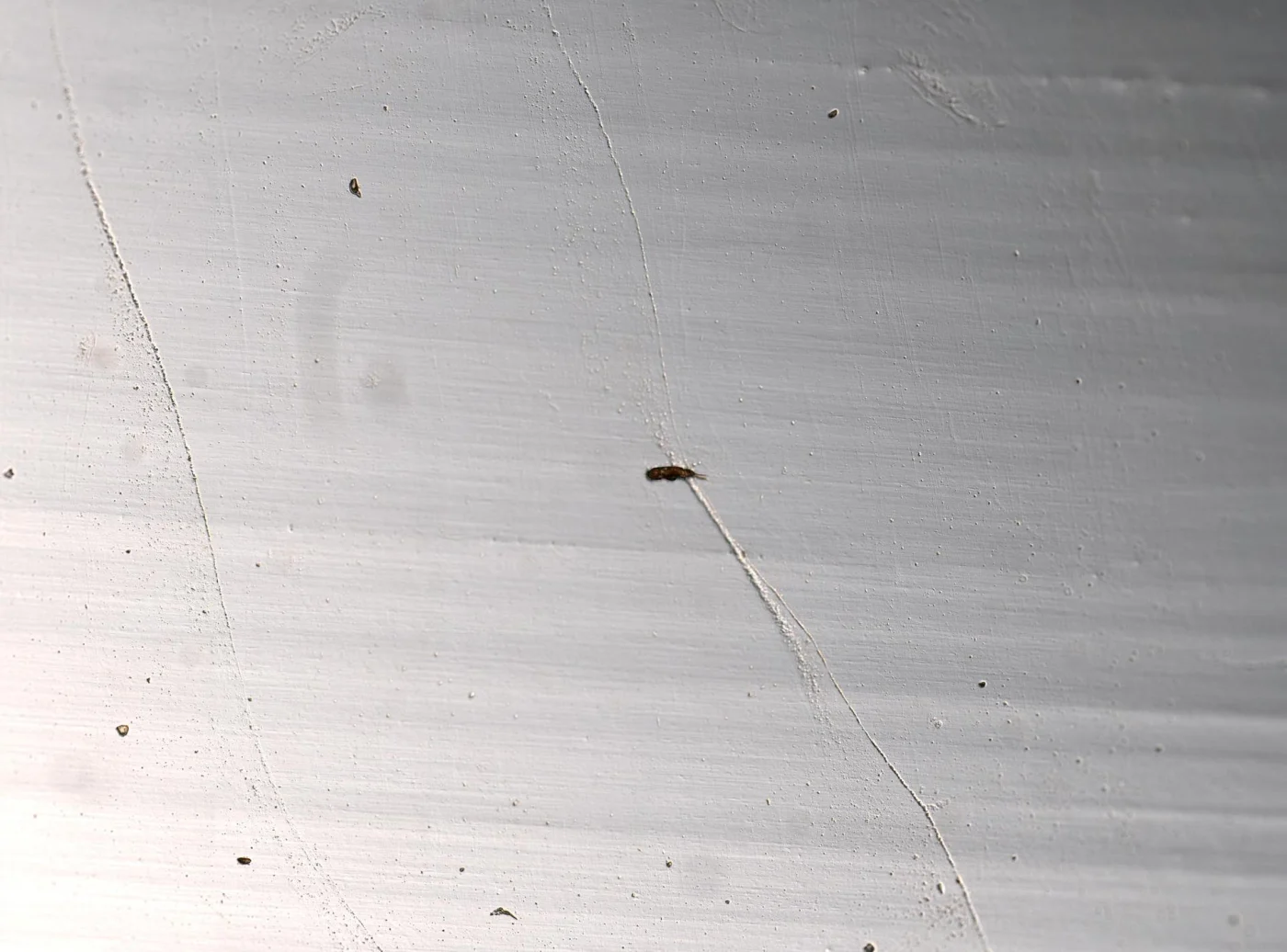 Cephalodella apocolea
