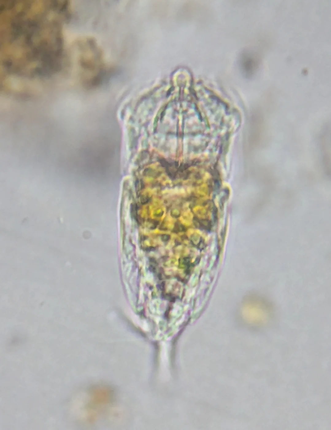 Cephalodella auriculata