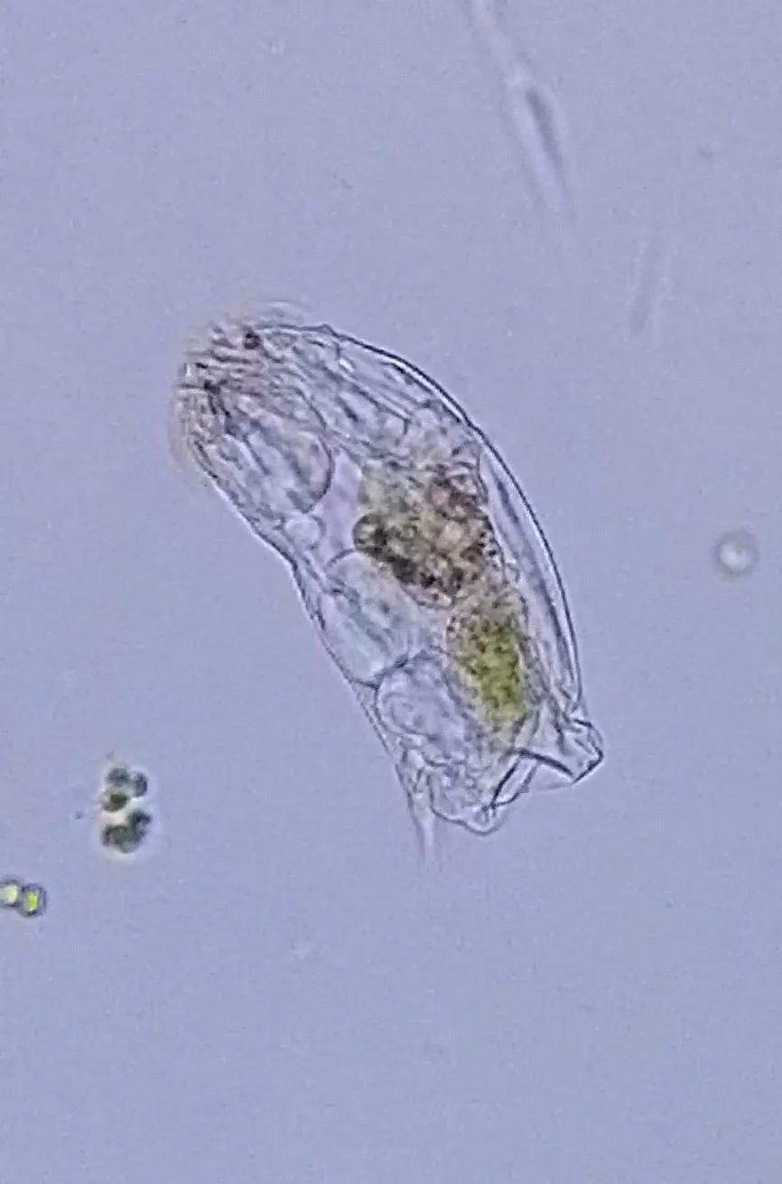 Cephalodella catellina
