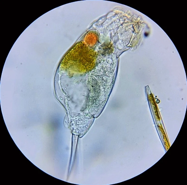 Cephalodella forficata