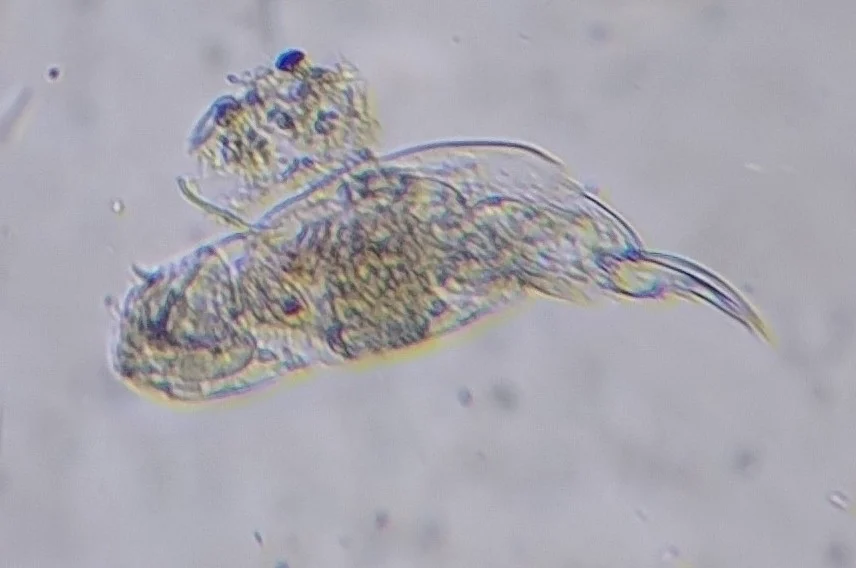 Cephalodella forficula