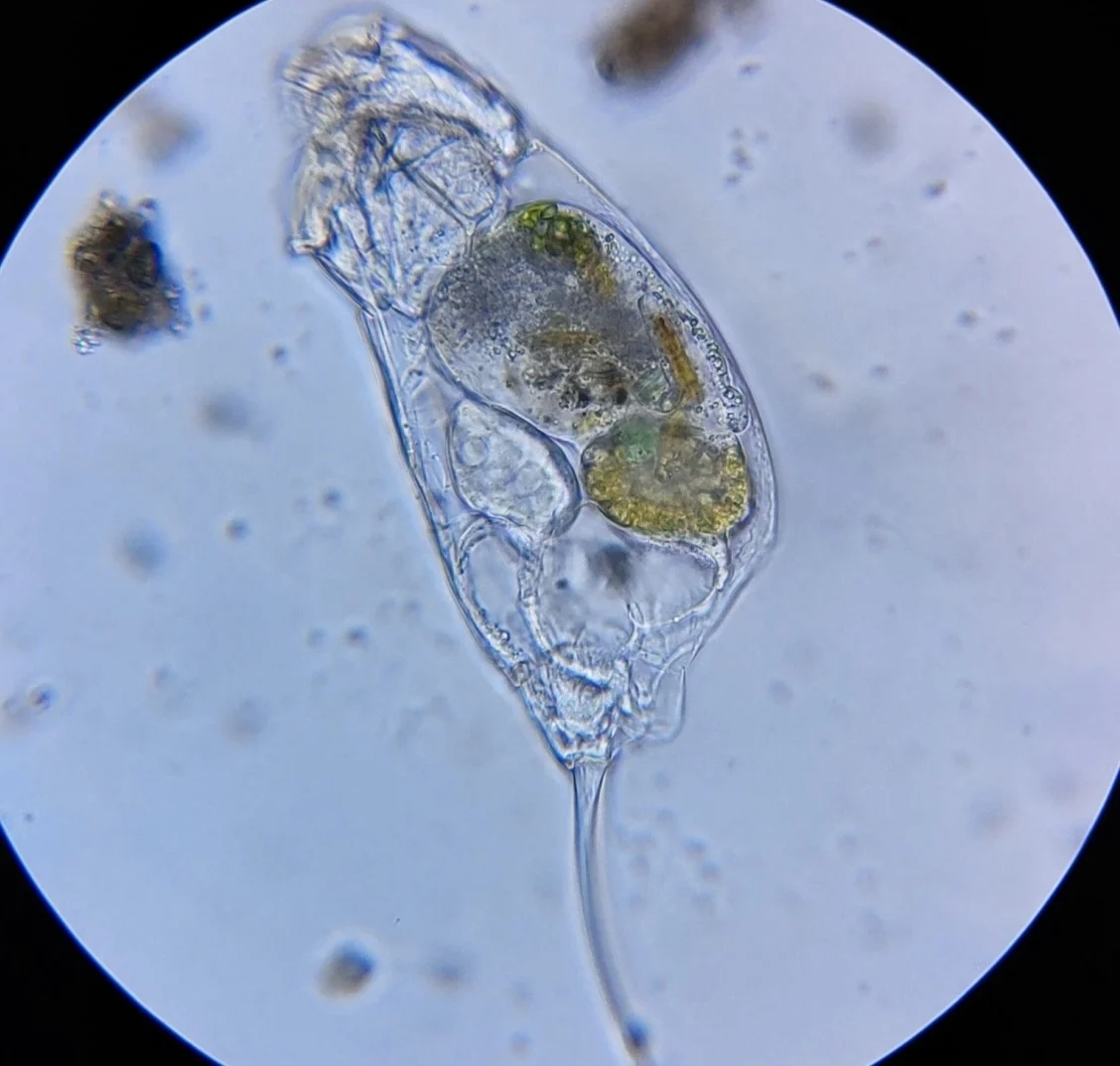 Cephalodella gibba