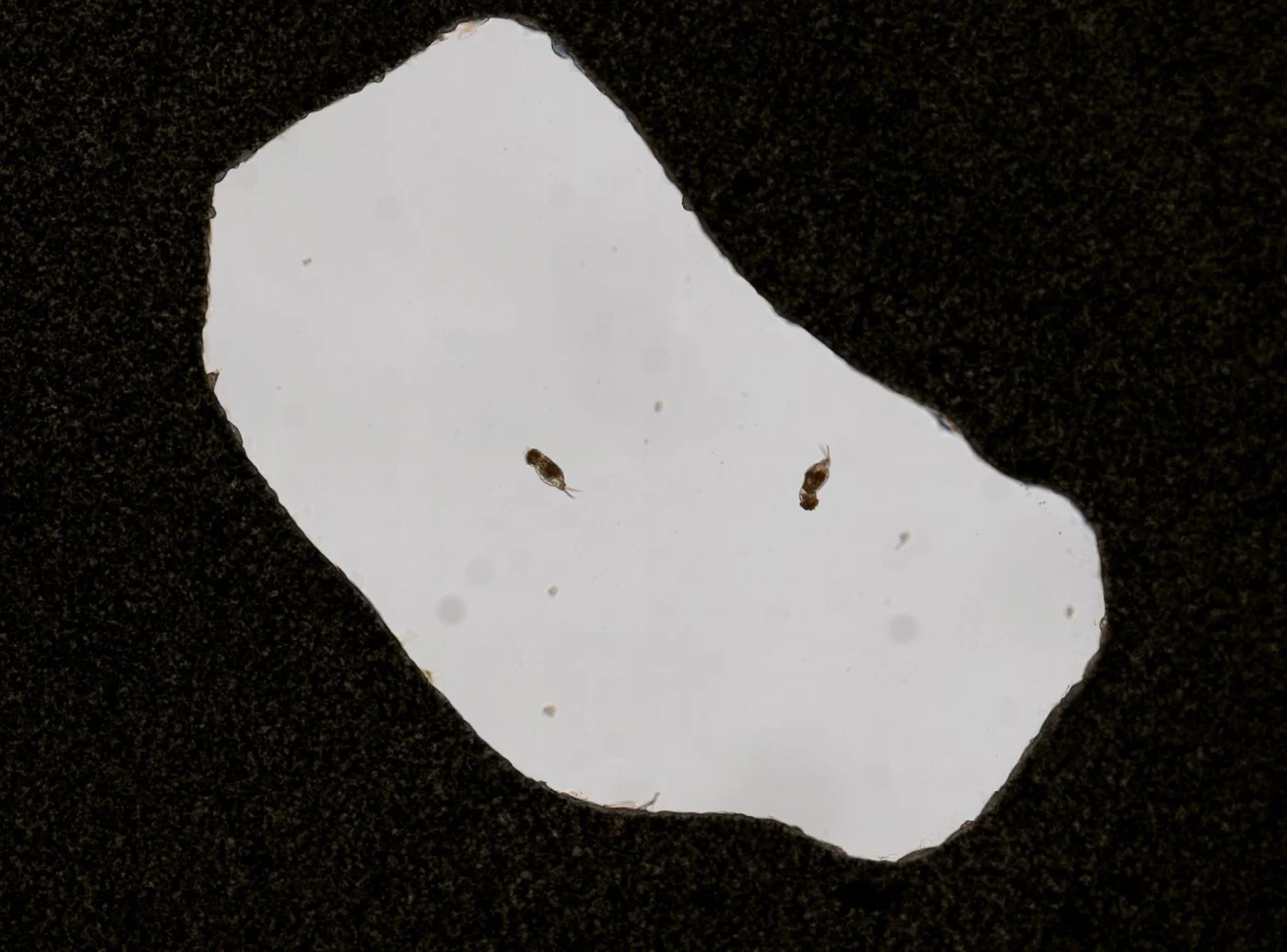 Cephalodella lepida