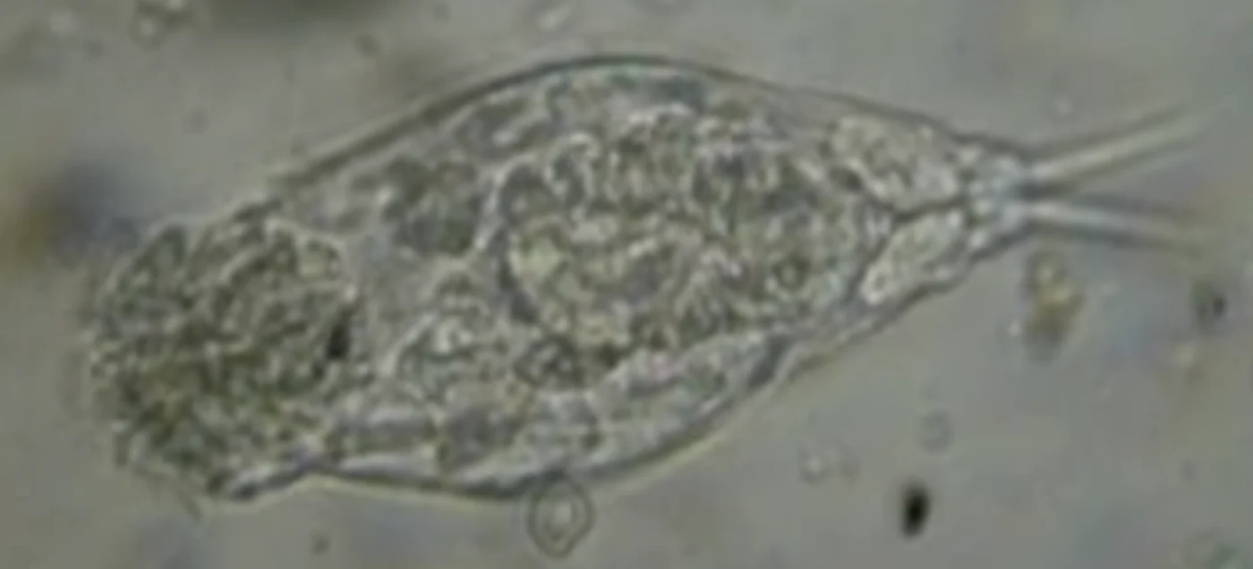 Cephalodella maior