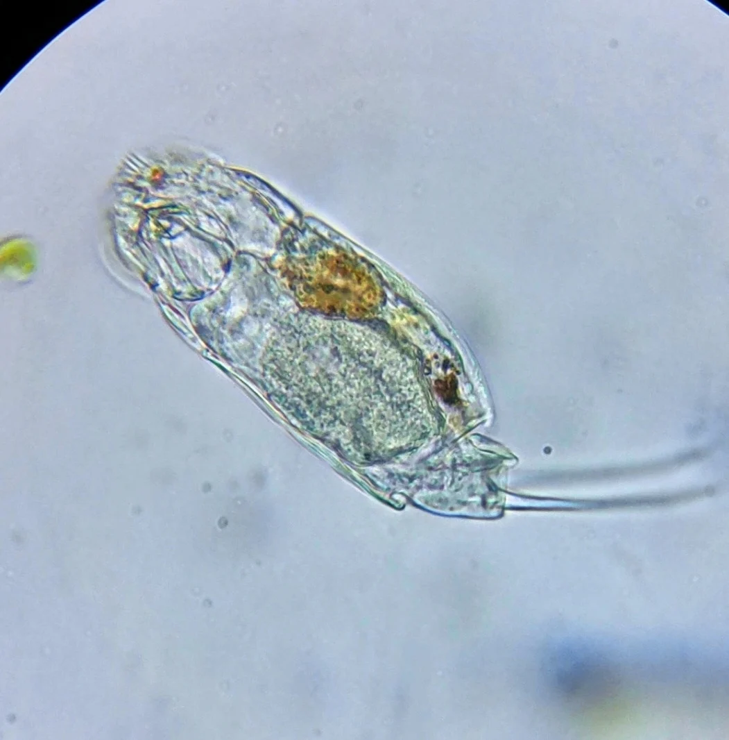 Cephalodella obvia