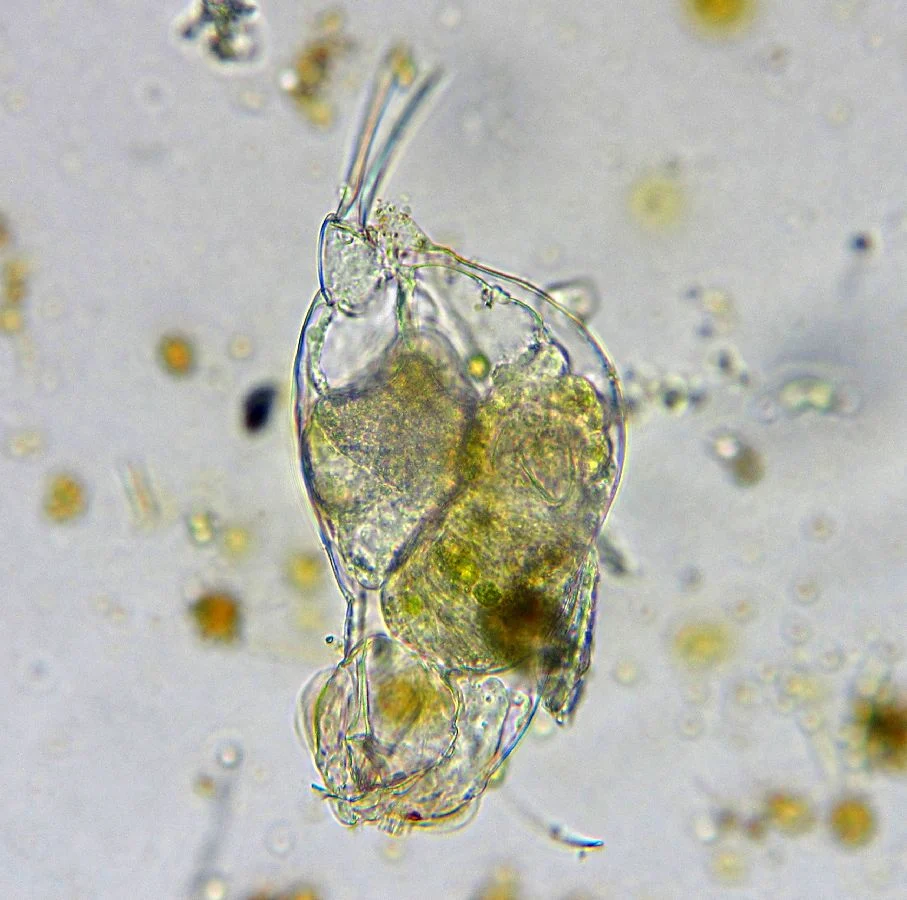 Cephalodella ventripes