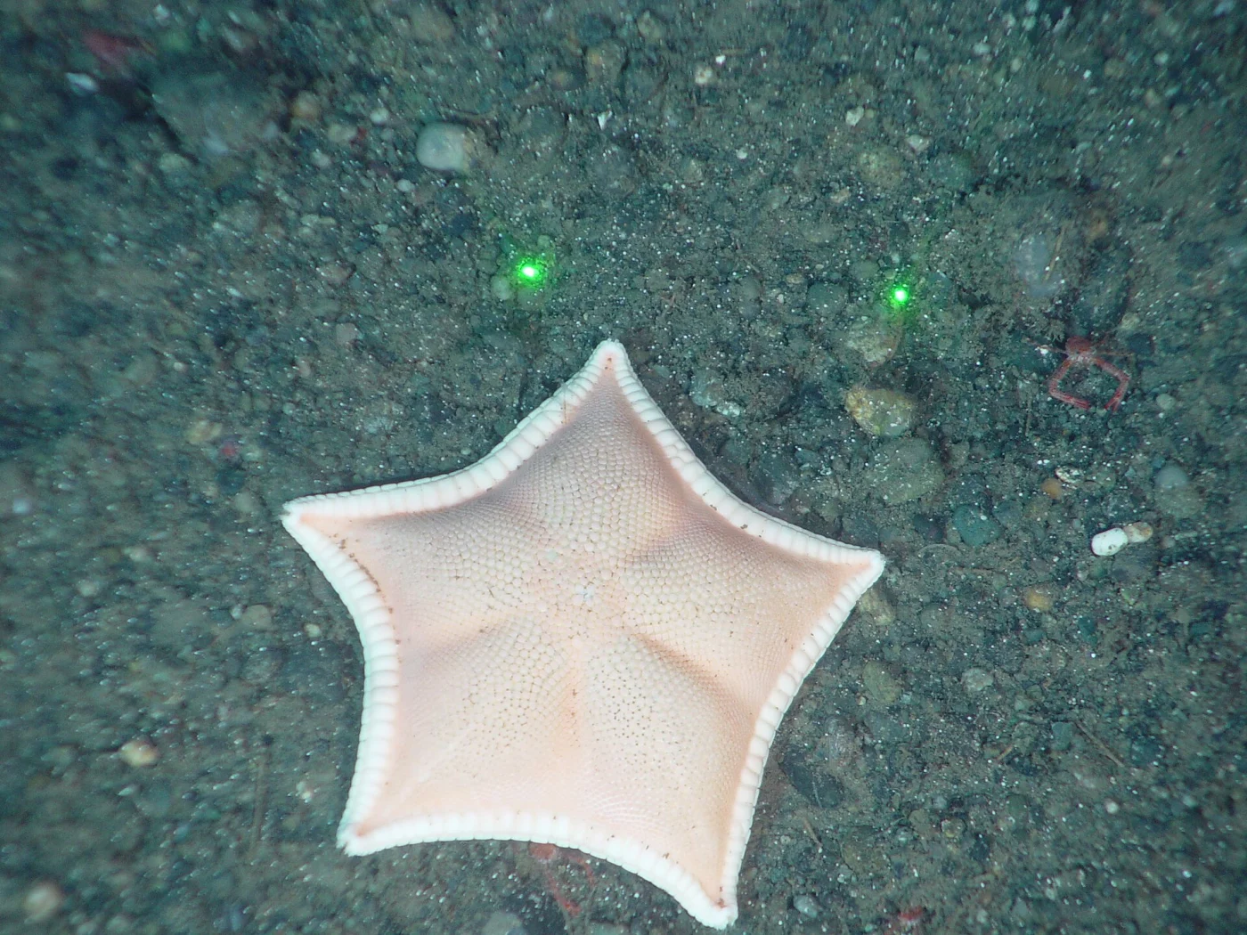 Stellate Cookie Star