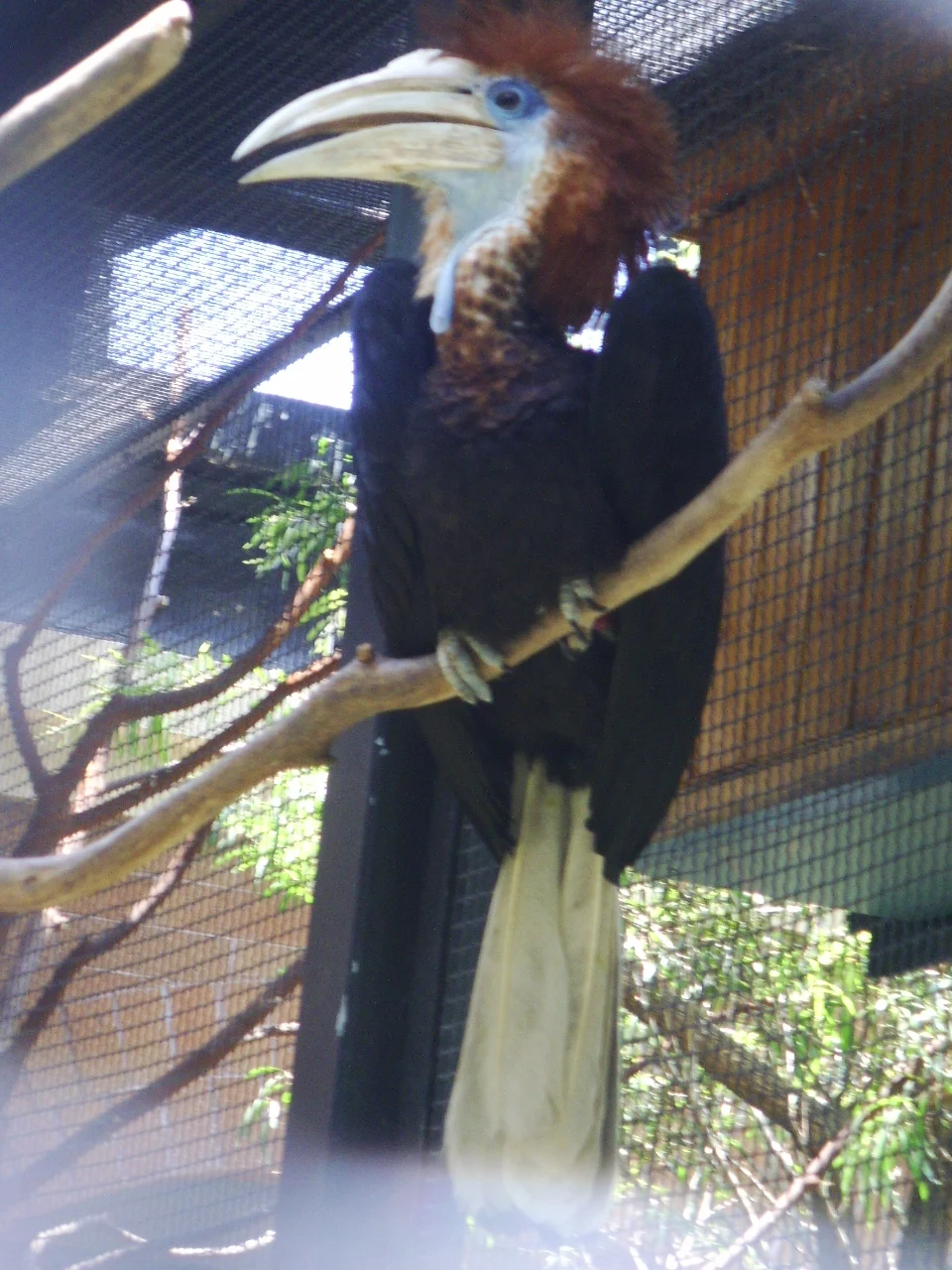 Yellow-casqued Hornbill