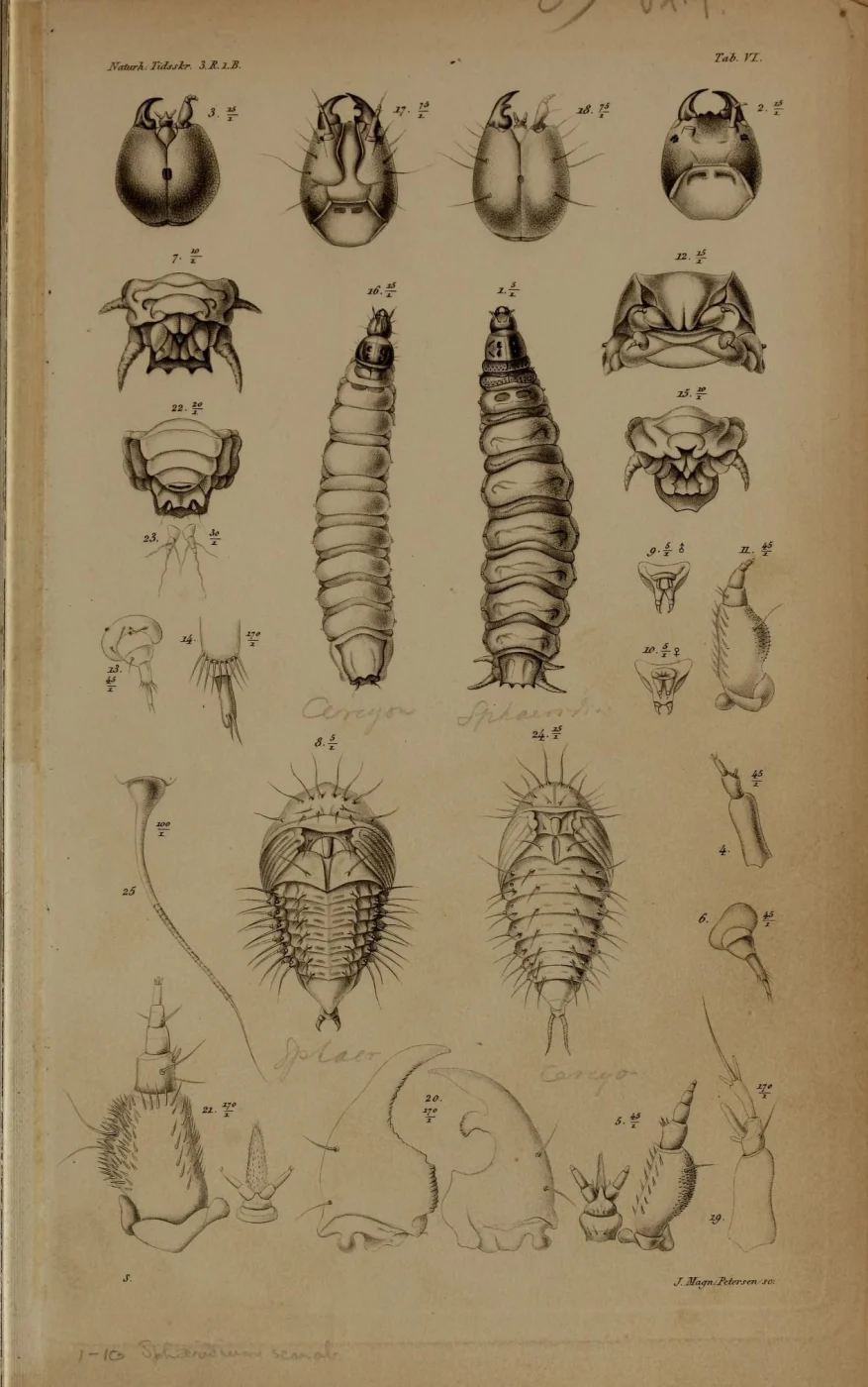 Water scavenger beetle