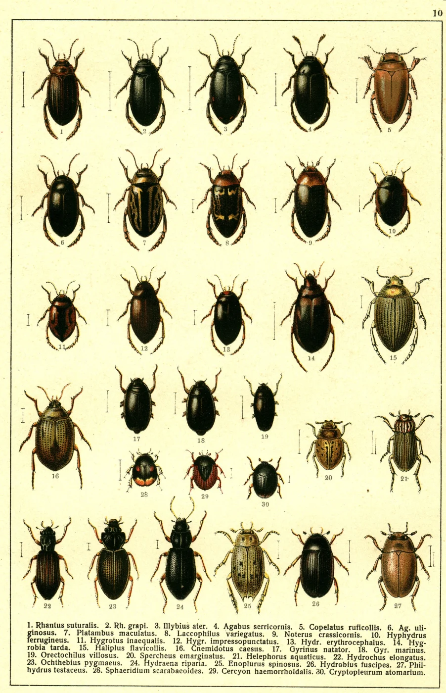 Water scavenger beetle