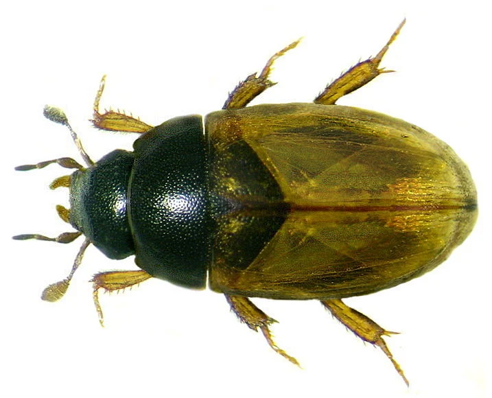 Water scavenger beetle