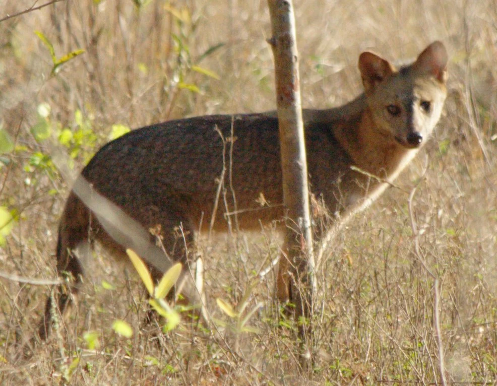 Common Zorro