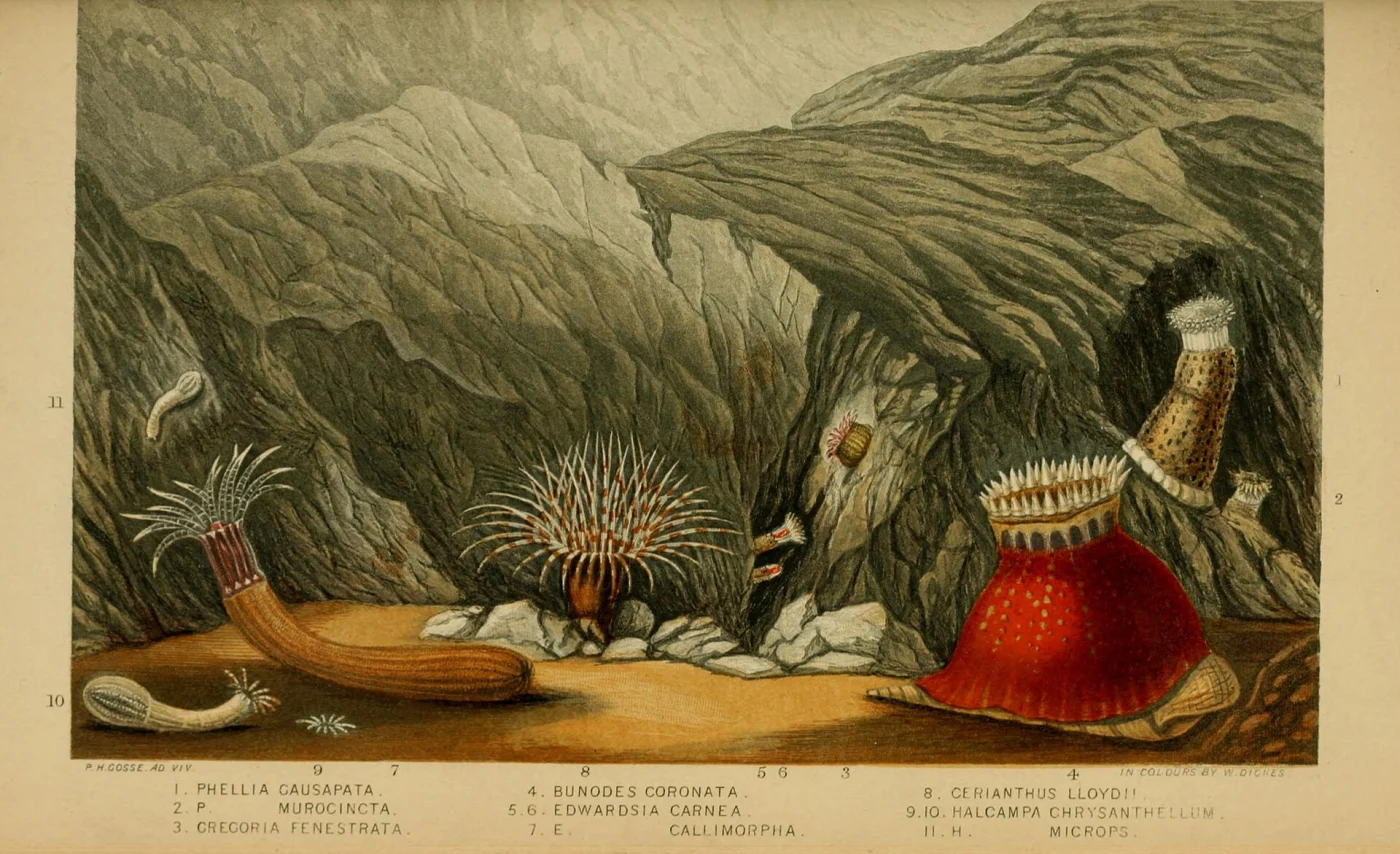 lesser cylinder-anemone