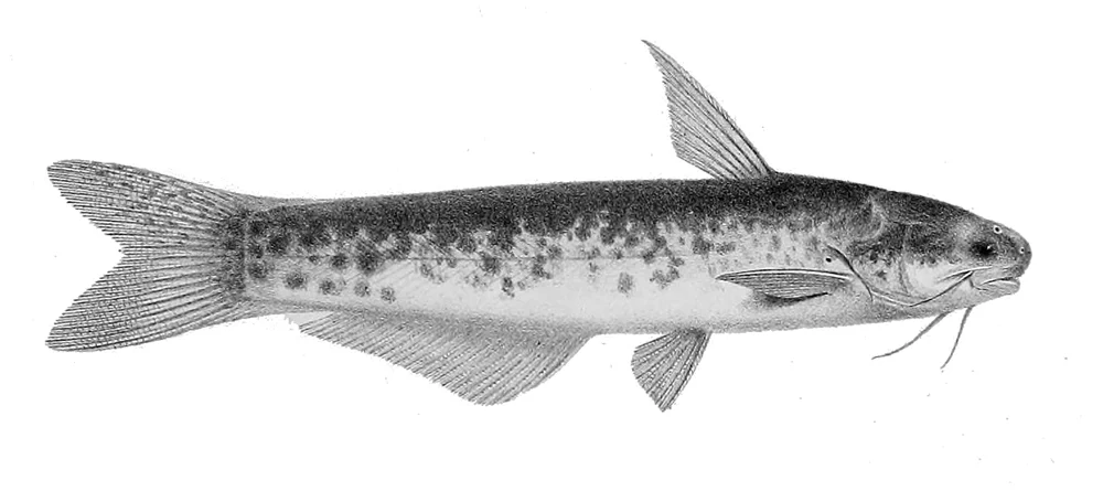 whale catfish