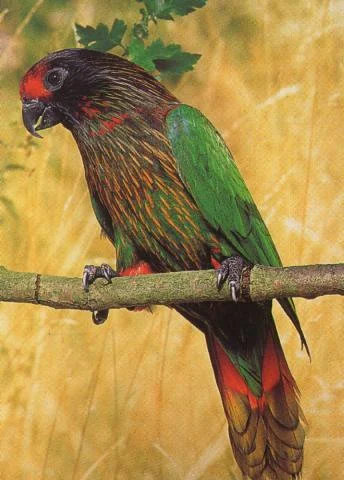 Streaked Lory