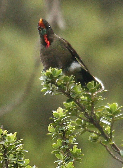 Rainbow-bearded Thornbill