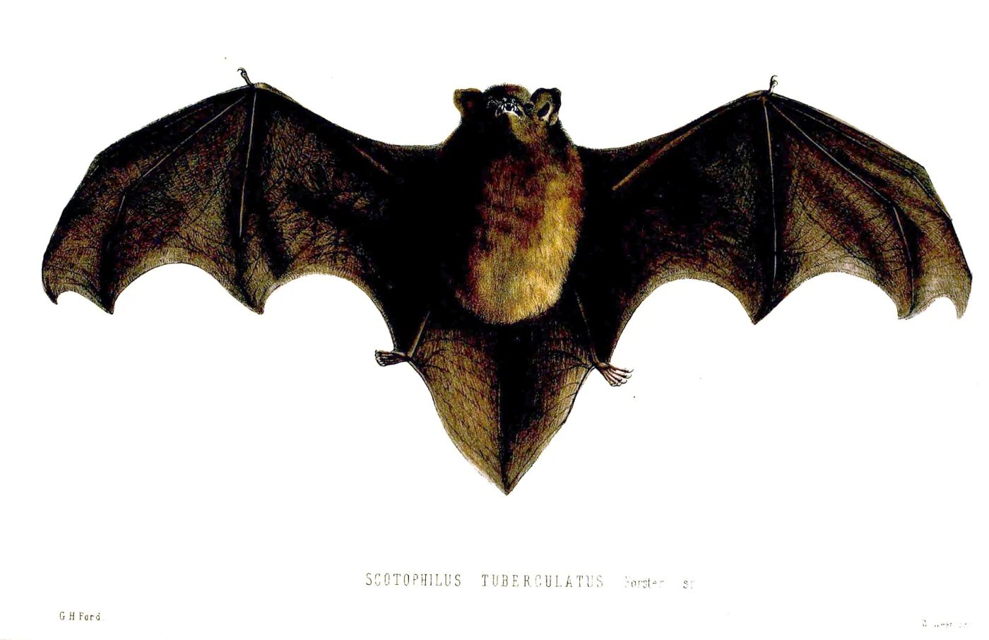 Long-tailed Bat