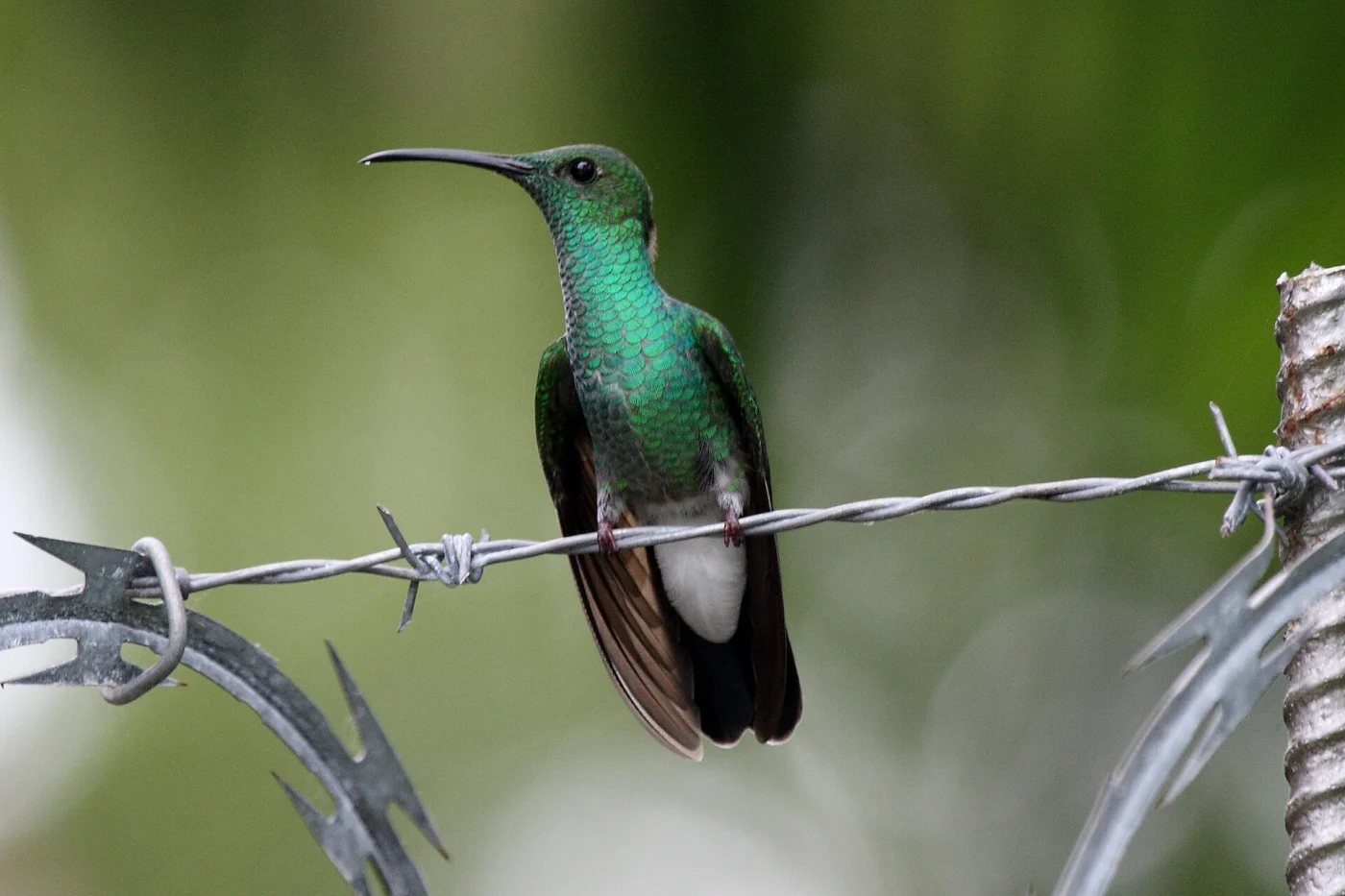 White-vented Plumeleteer