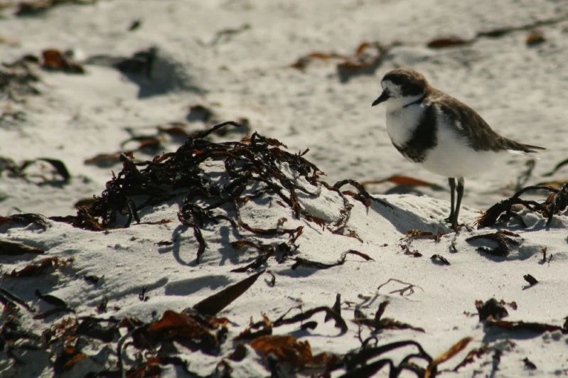 Two-banded Plover