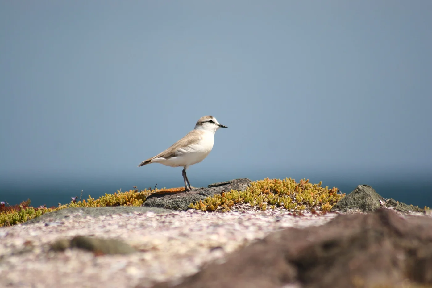 White-Fronted Plover