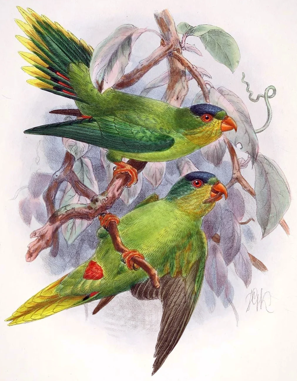 New Caledonian Lorikeet