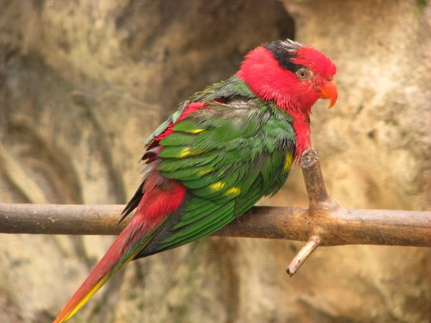 Striated Lorikeet