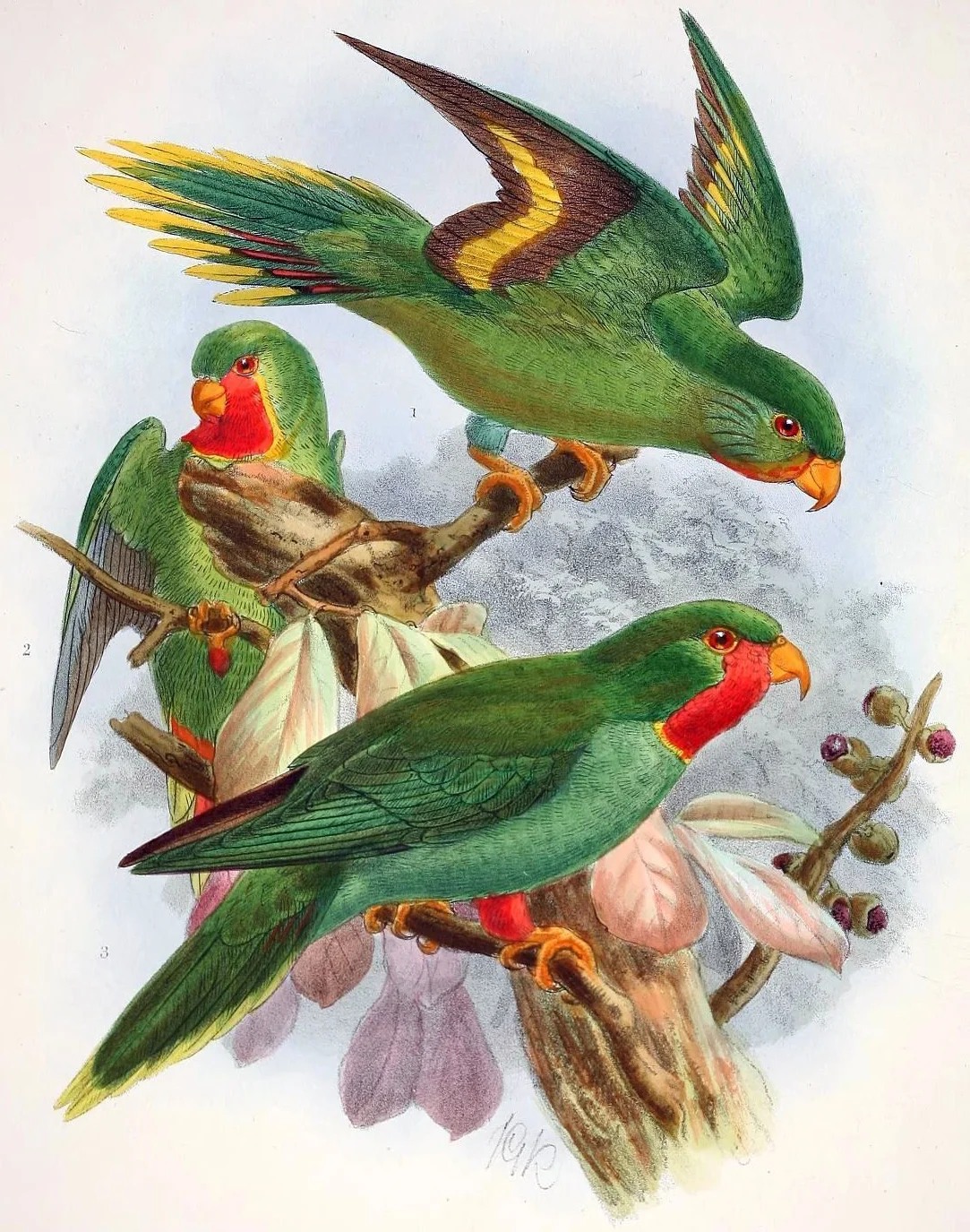 Red-chinned Lorikeet