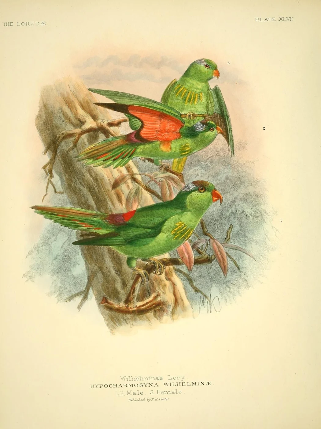 Pygmy Lorikeet