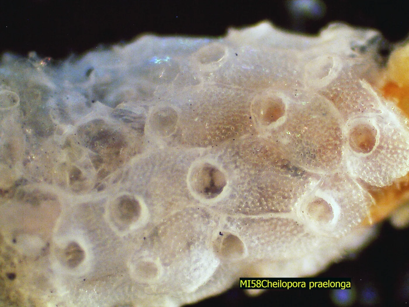 Cheilopora inermis