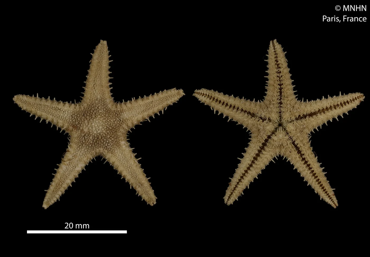 Cheiraster gerlachei