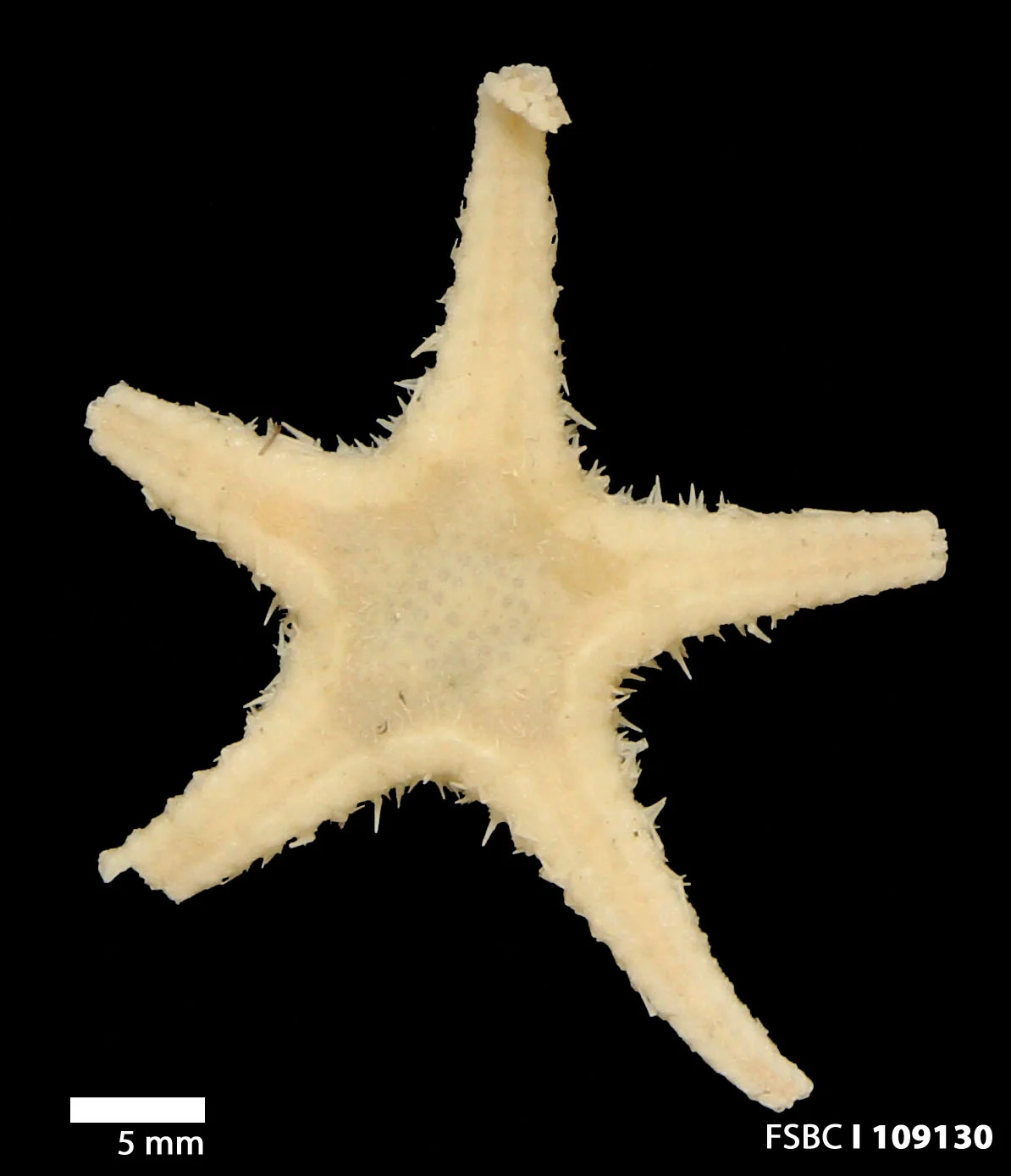 Cheiraster granulatus