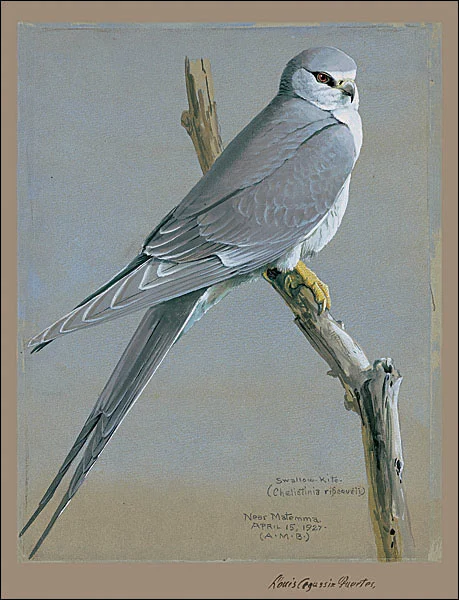 Scissor-tailed Kite