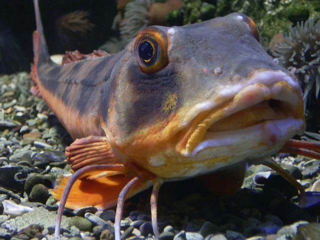 Tub gurnard