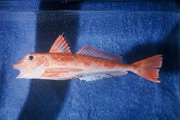 lesser gurnard