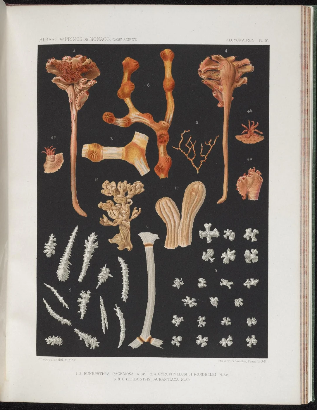 rusty bamboo coral