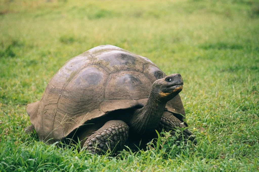 Galápagos Giant Tortoise