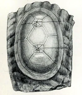 Chelyosoma columbianum