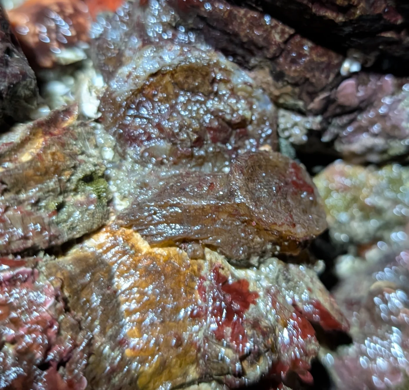Chelyosoma productum