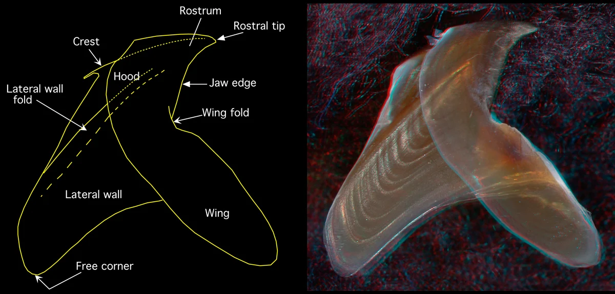 Chiroteuthis picteti
