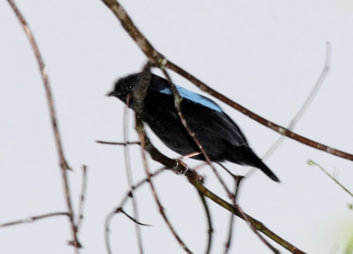 Yungas Manakin