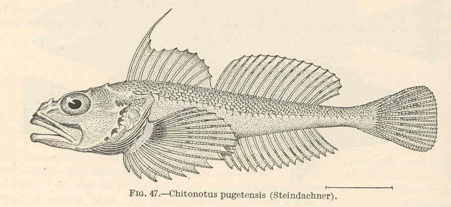 roughback sculpin