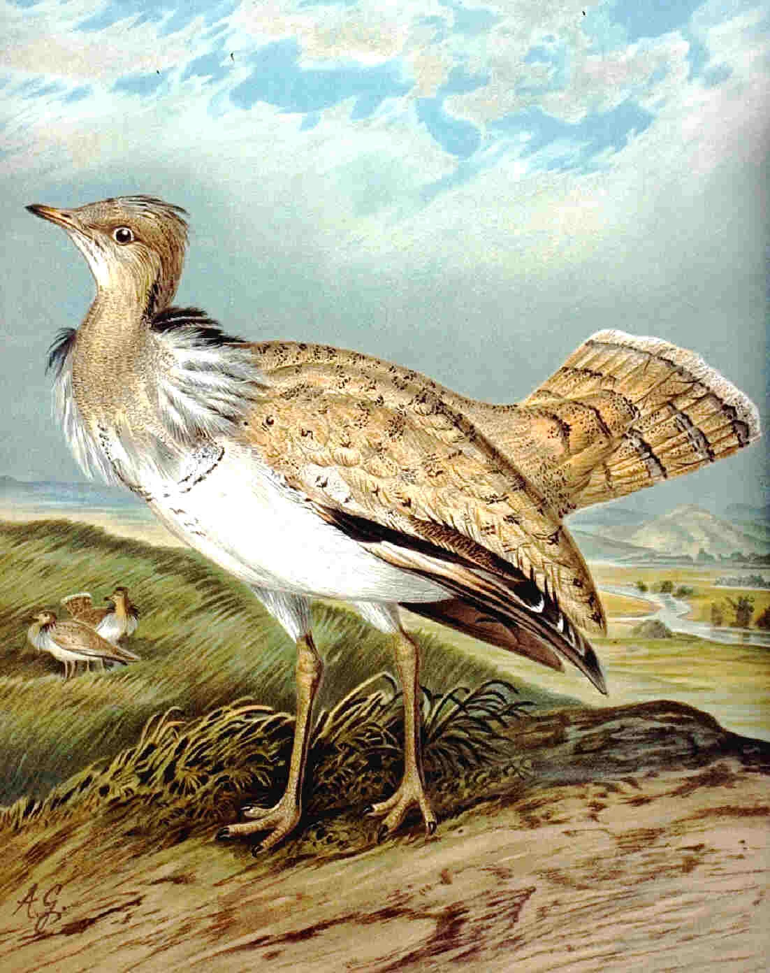 Asian Houbara