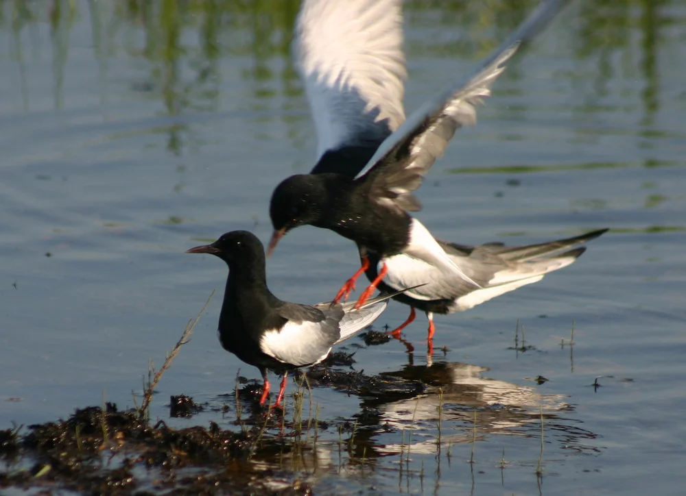 White-winged Tern