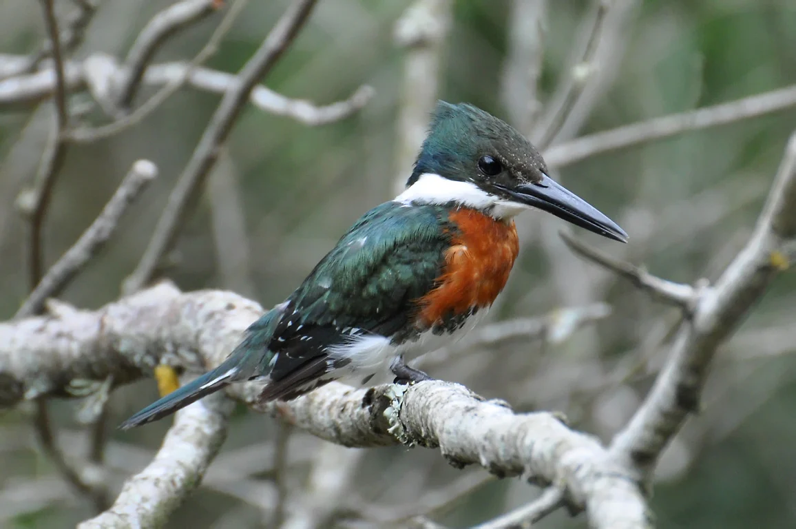 Green Kingfisher