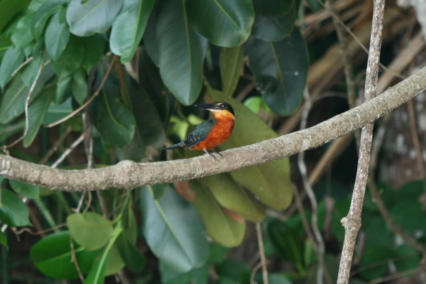 Green-And-Rufous Kingfisher