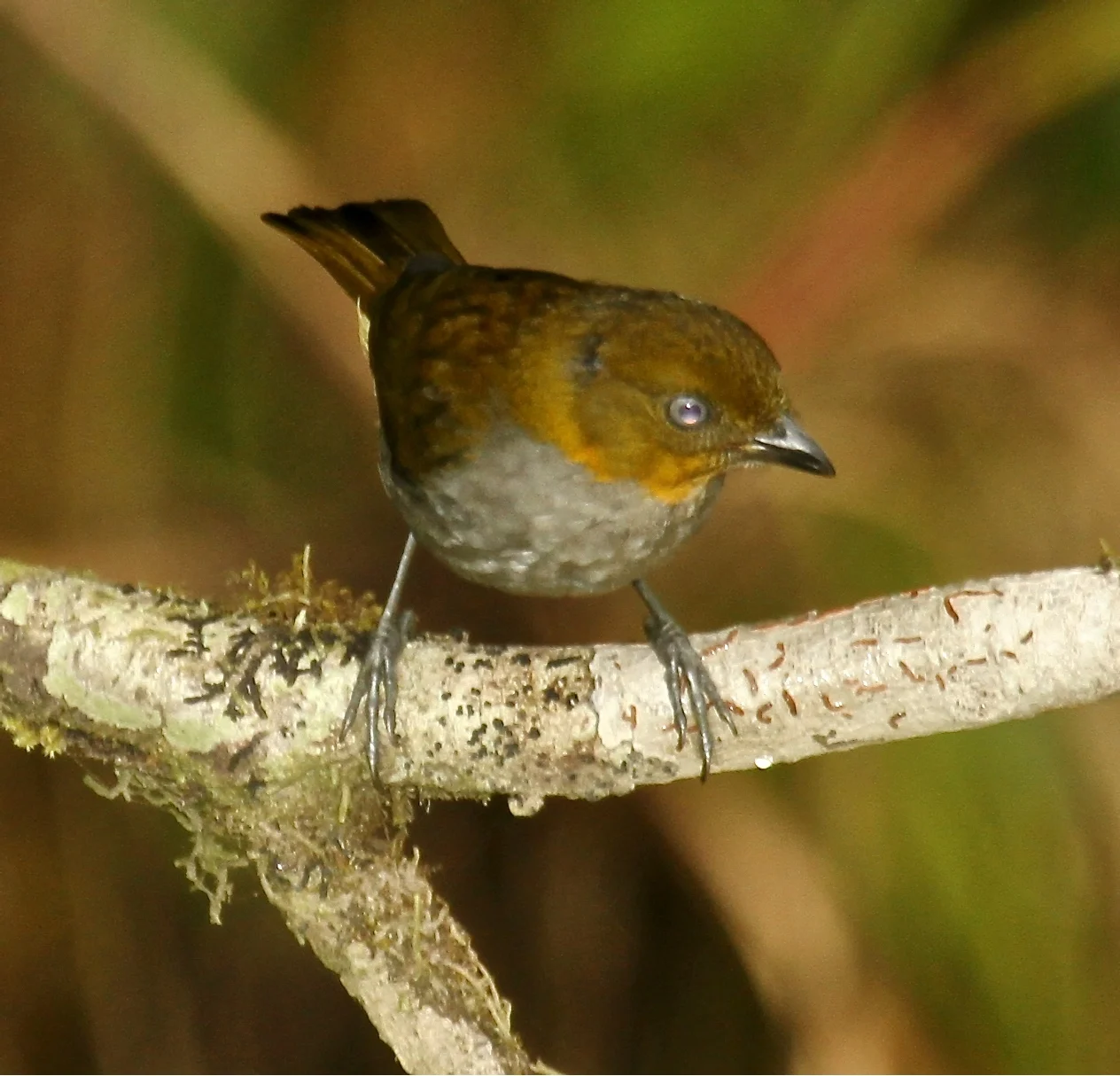 Short-billed Bush-Tanager