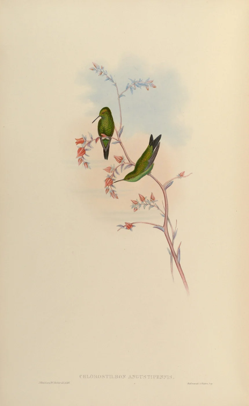 Red-billed Emerald