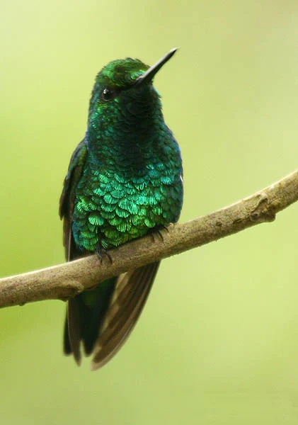 West Andean Emerald