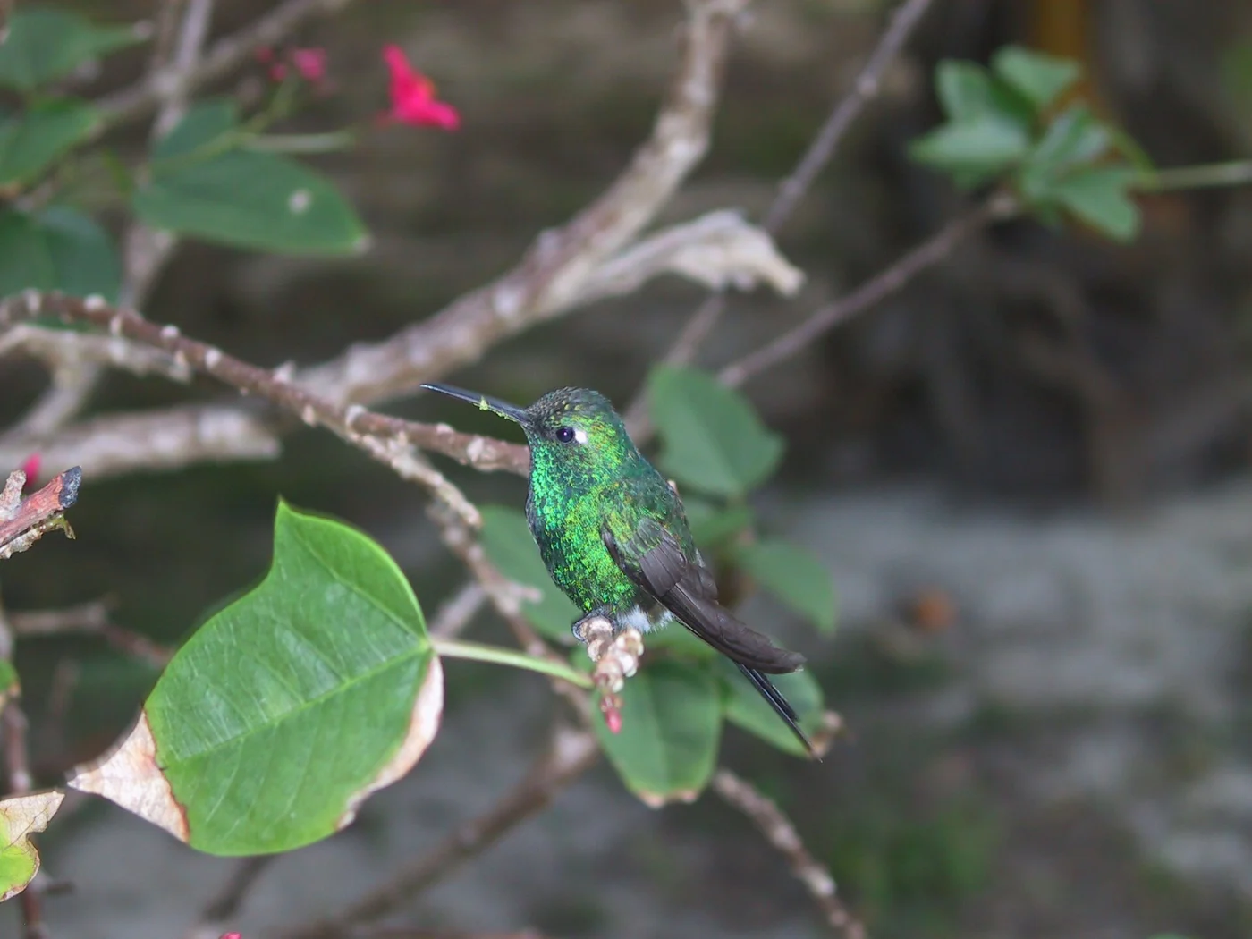 Chiribiquete Emerald